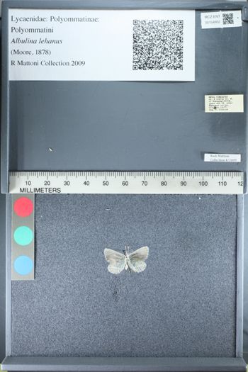 Media type: image;   Entomology 154932